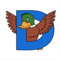 Animal alphabet. capital letter D, Duck. Vector illustration. For pre school education, kindergarten and foreign language learning